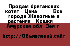 Продам британских котят › Цена ­ 500 - Все города Животные и растения » Кошки   . Амурская обл.,Зея г.